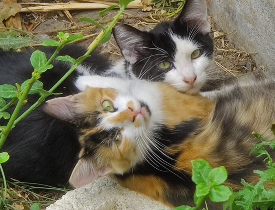 Feral Cat Coalition of Oregon