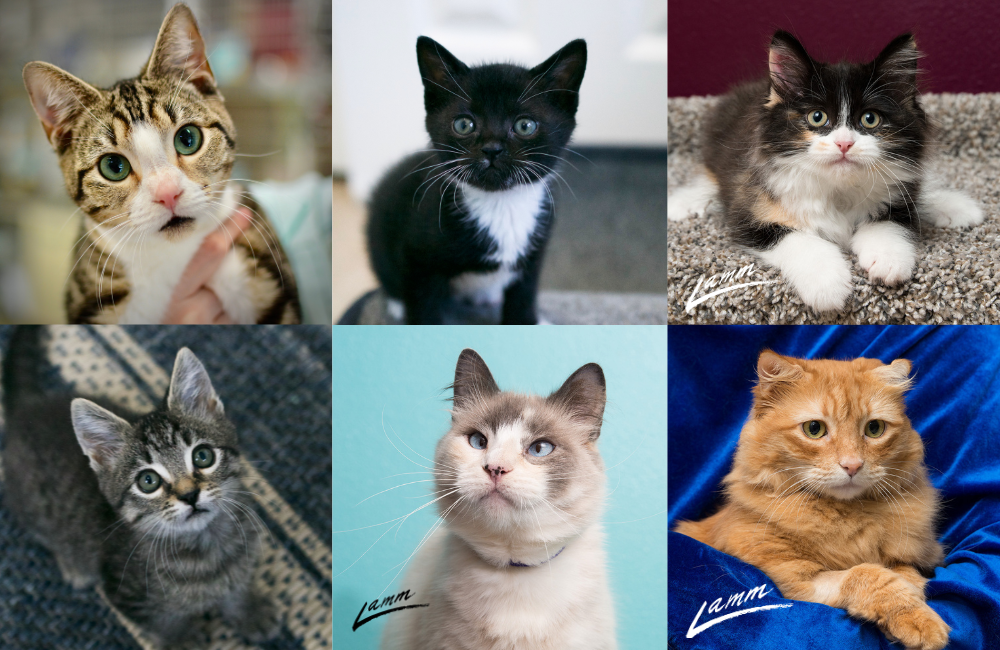 Cat Adoption Team (CAT)