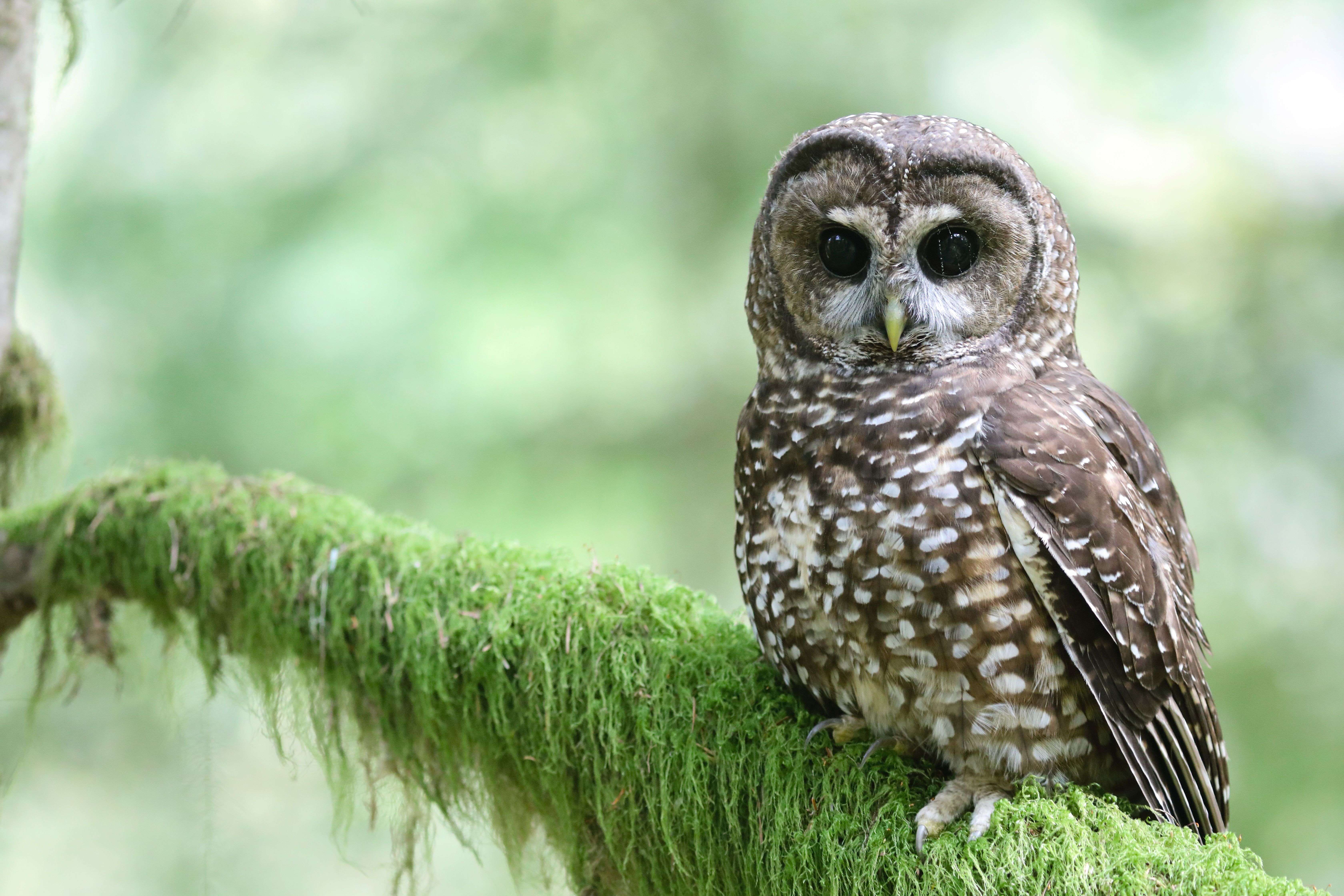 Bird Alliance of Oregon