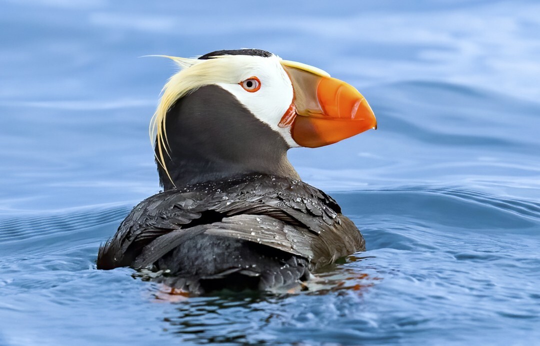 Bird Alliance of Oregon