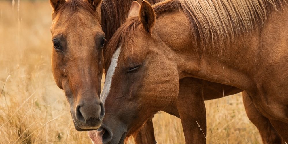 Sound Equine Options