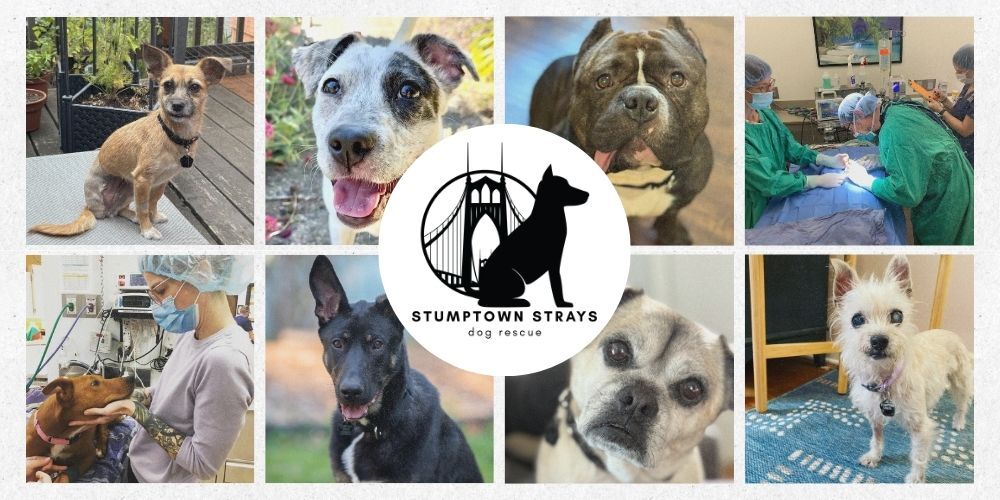 Stumptown Strays