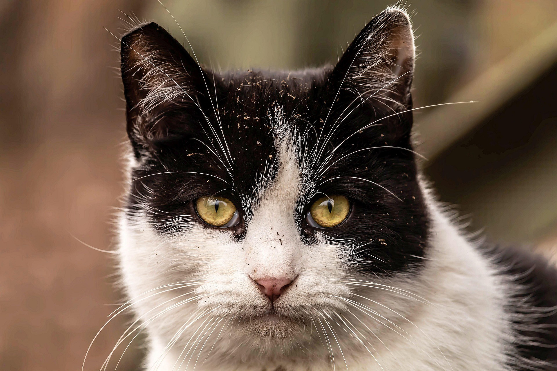 Feral Cat Coalition of Oregon