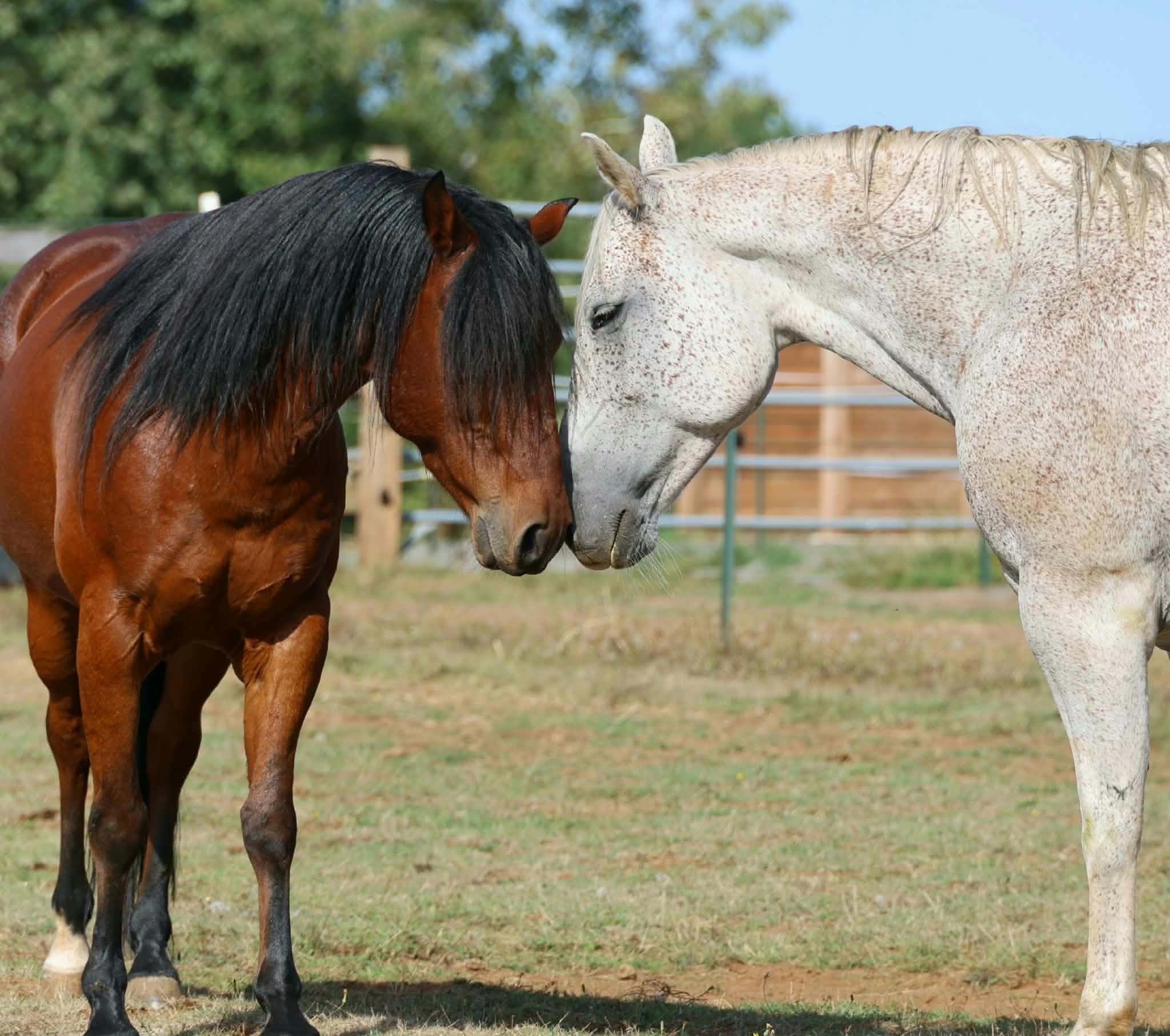Sound Equine Rescue Center